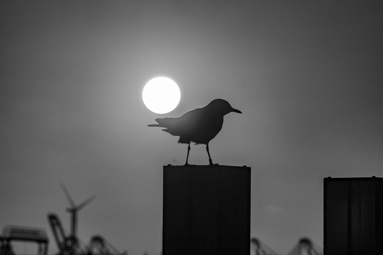 seagull  hamburg  elbe free photo