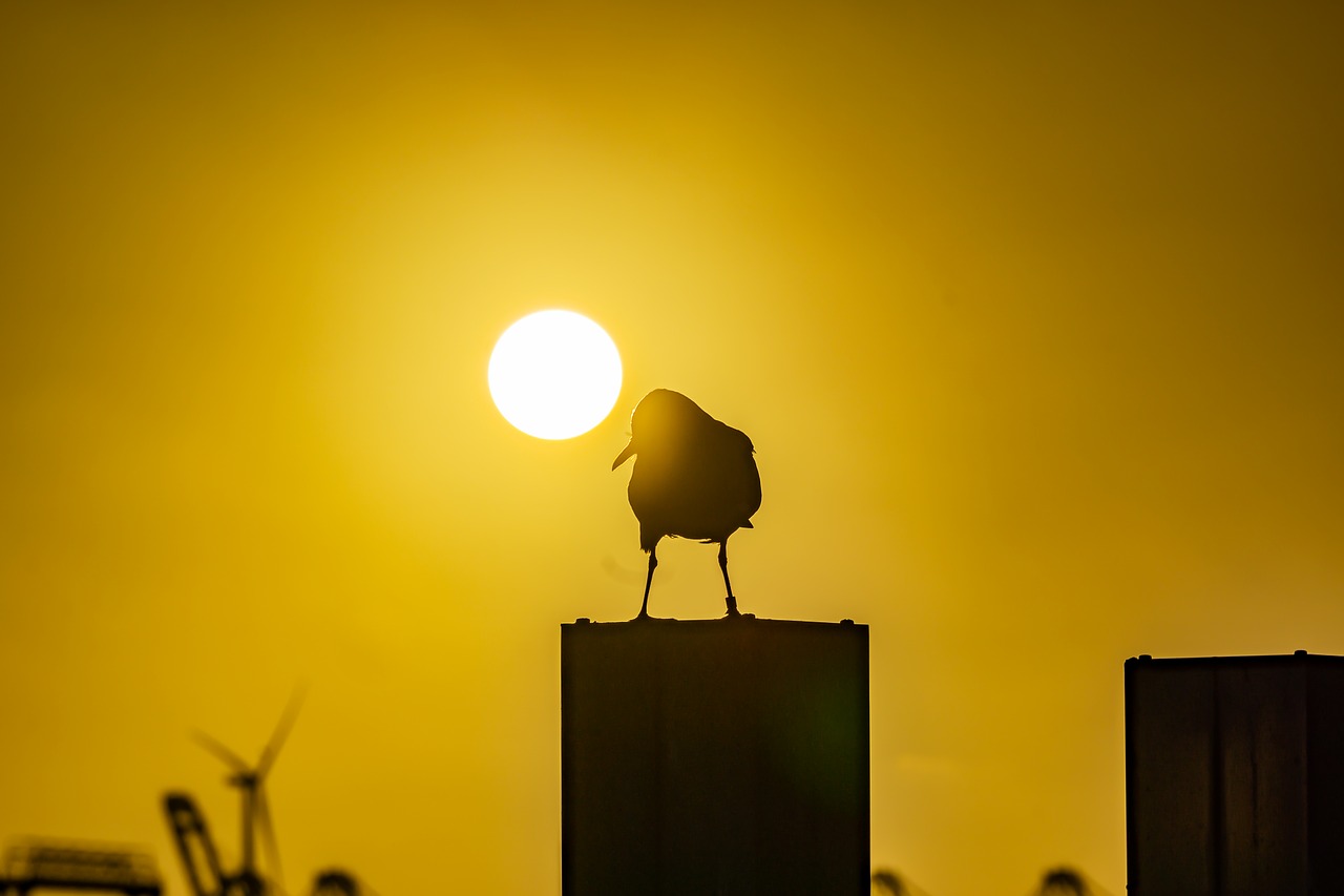 seagull  hamburg  elbe free photo