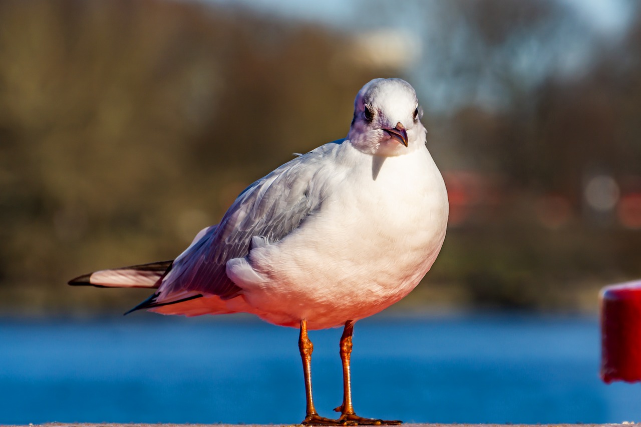 seagull  water  bird free photo