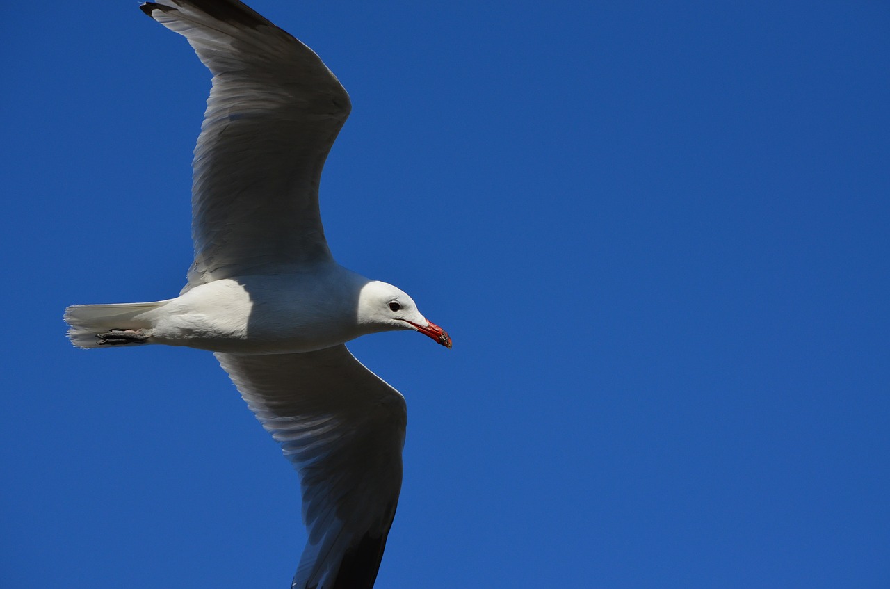 seagull bird fly free photo