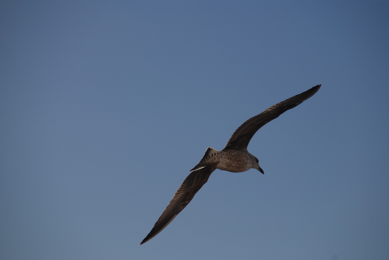 seagull  loneliness  lonely free photo