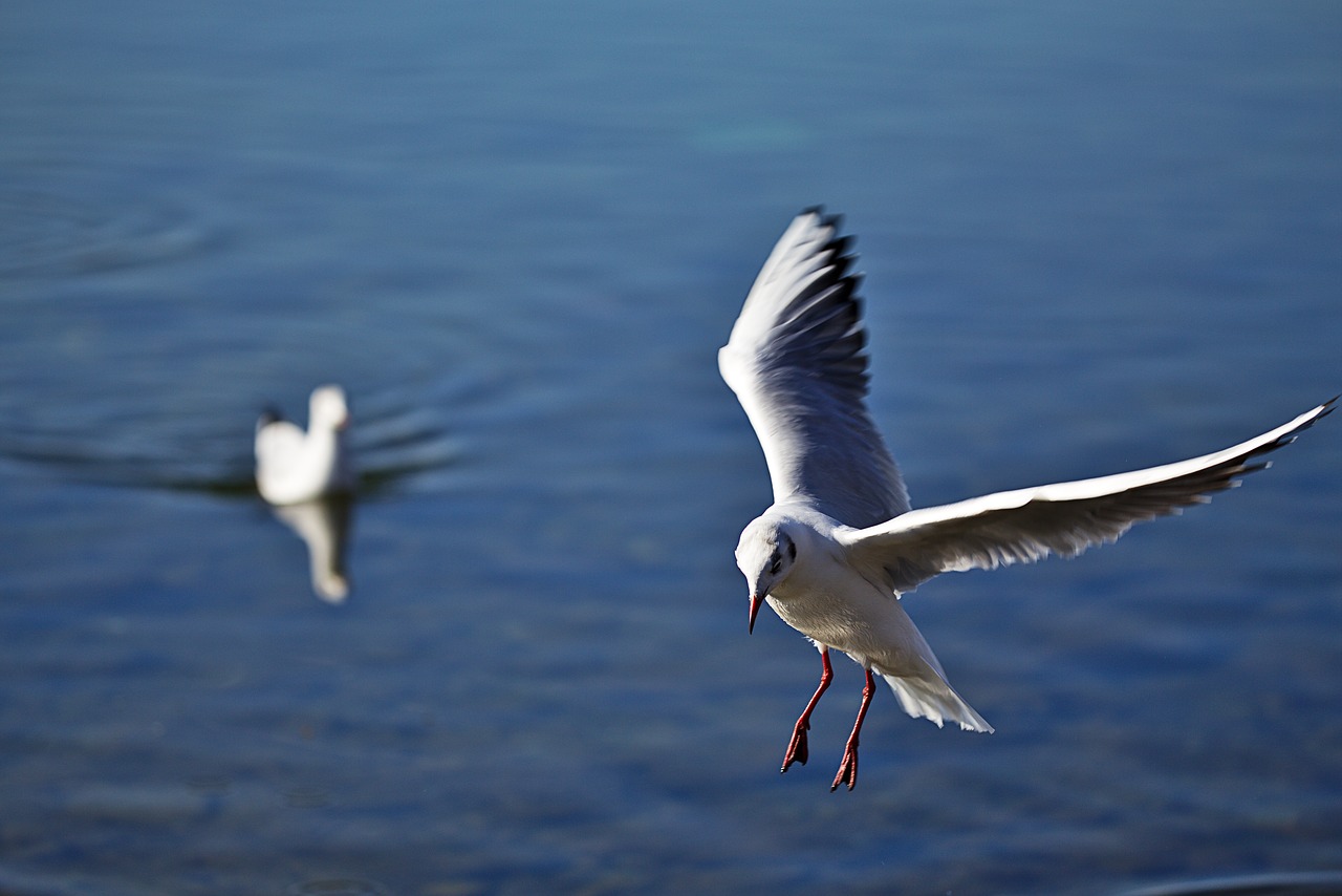 seagull  lake  water free photo