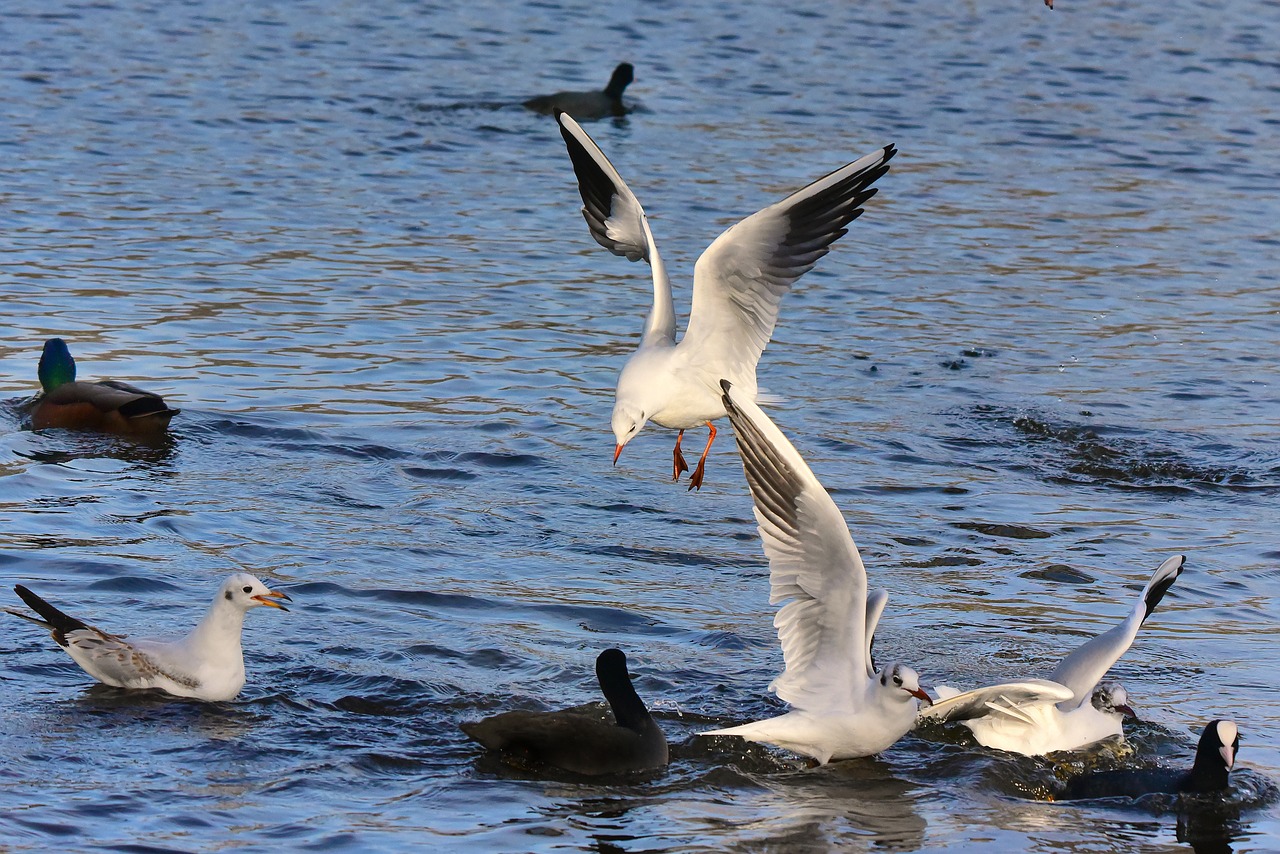 seagull  gull  bird free photo