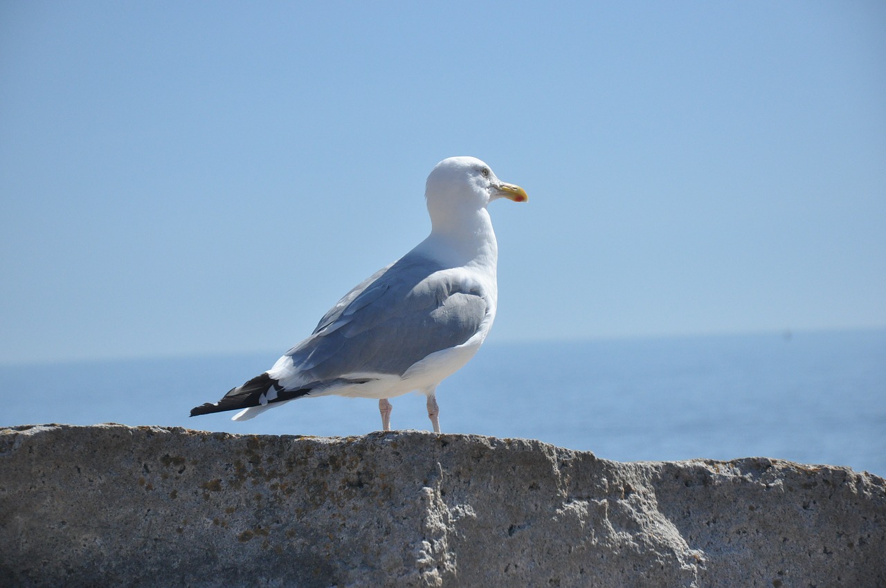 seagull  gull  bird free photo