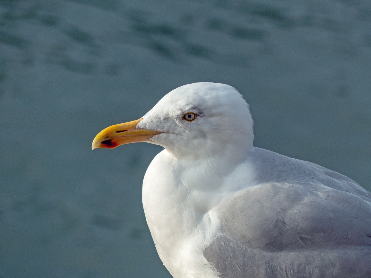 seagull  bird  sea free photo