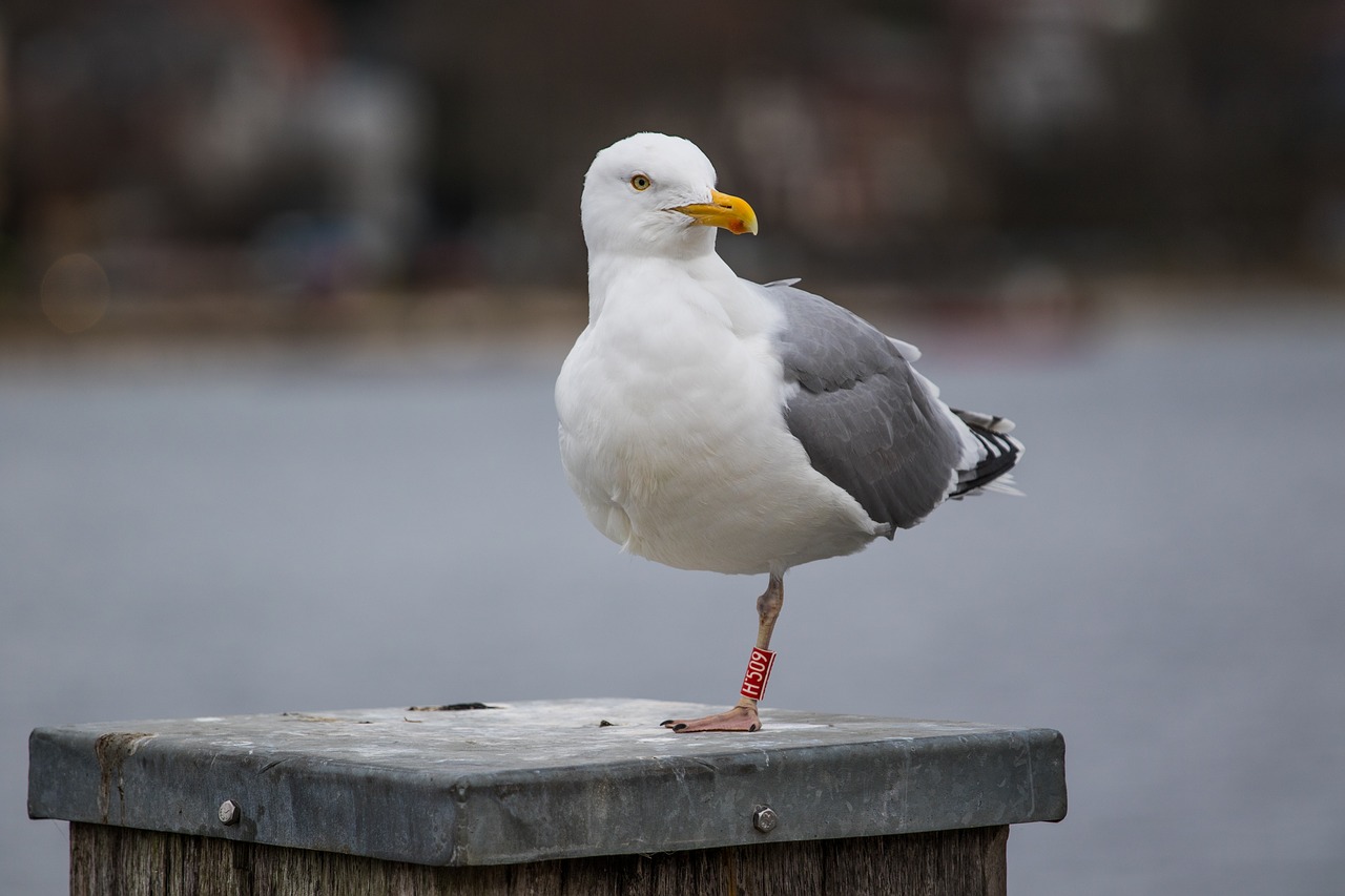 seagull  port  water free photo