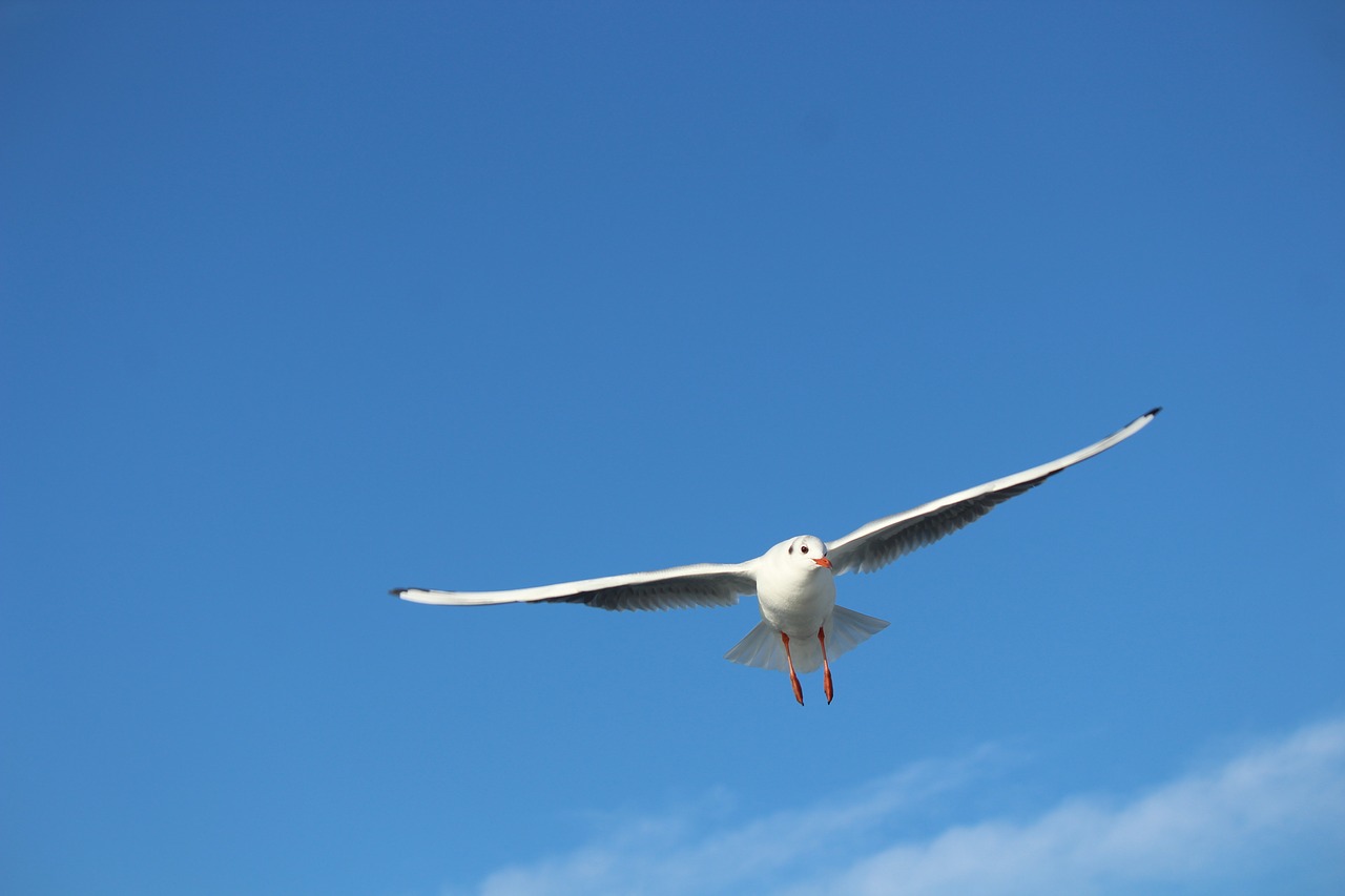 seagull  bird  gulls free photo