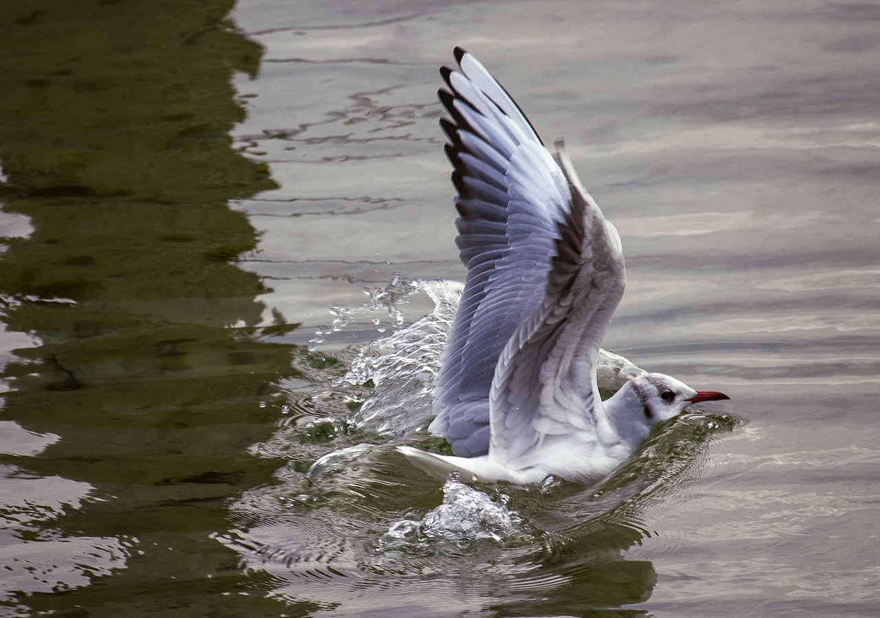 seagull  bird  animal free photo