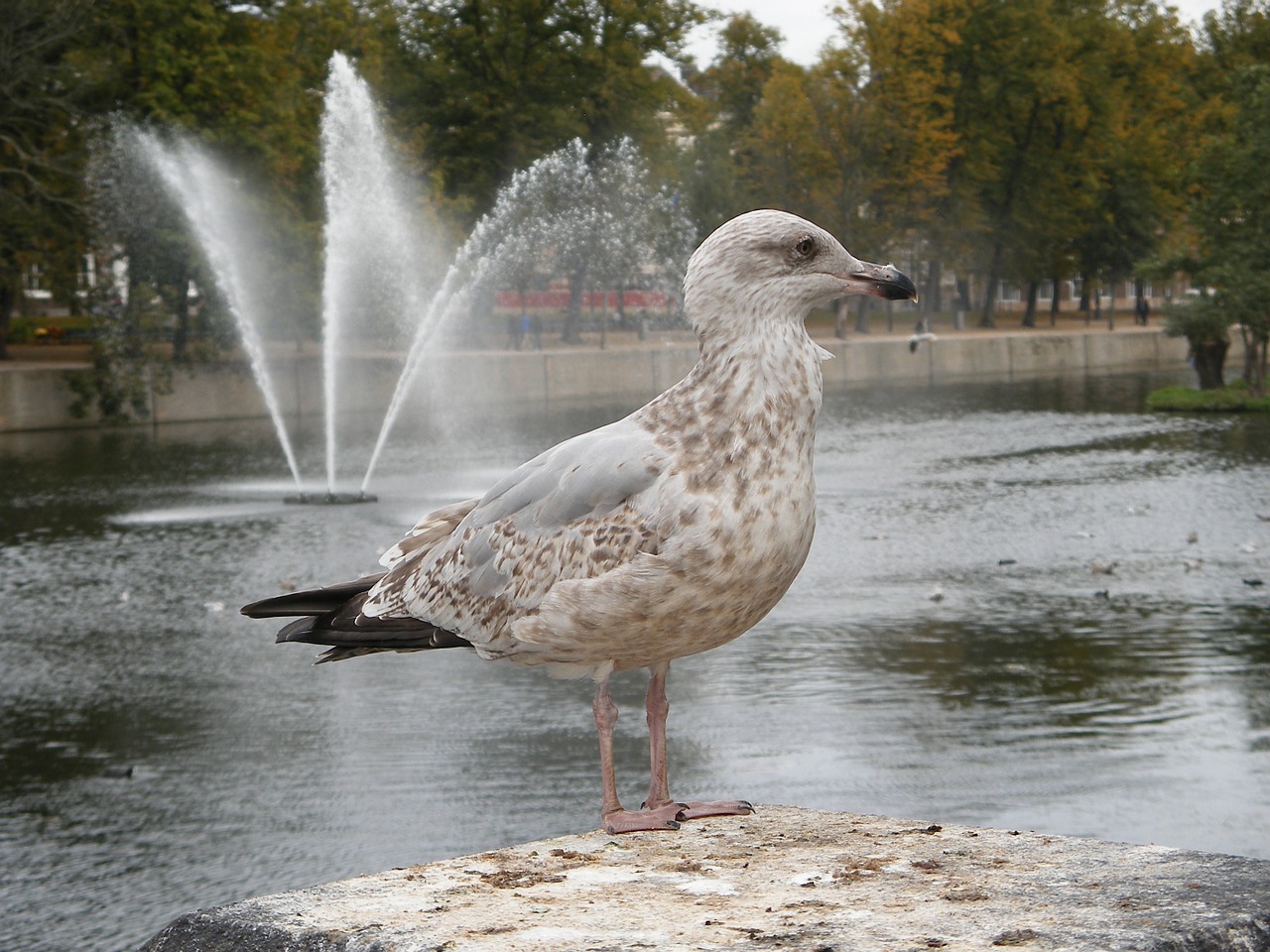 seagull bird gull free photo