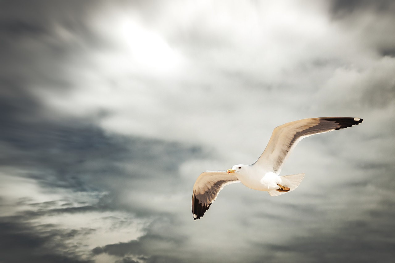 seagull  flying  dark free photo