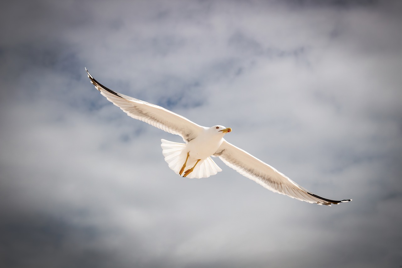 seagull  flying  dark free photo