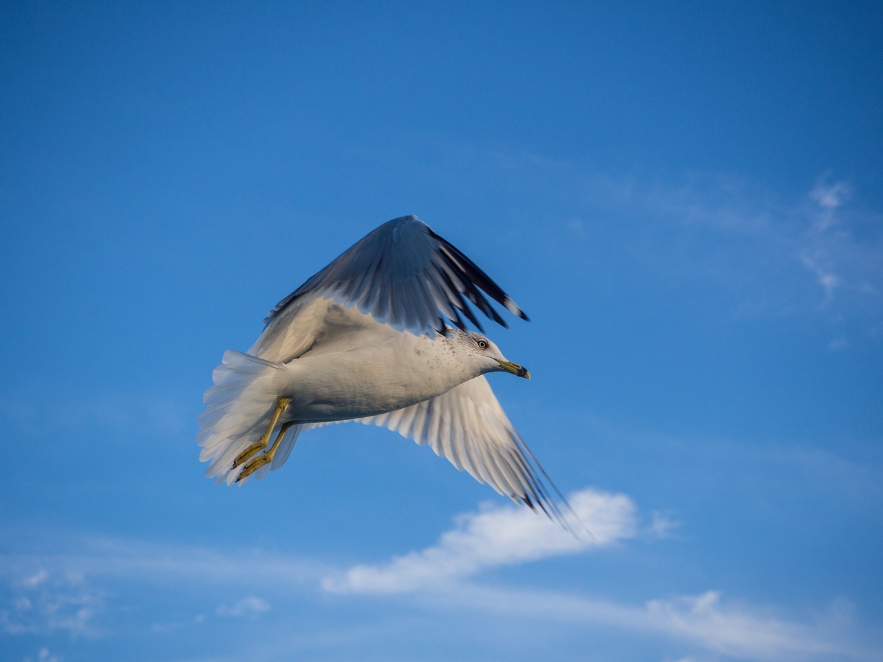 seagull  flying  bird free photo