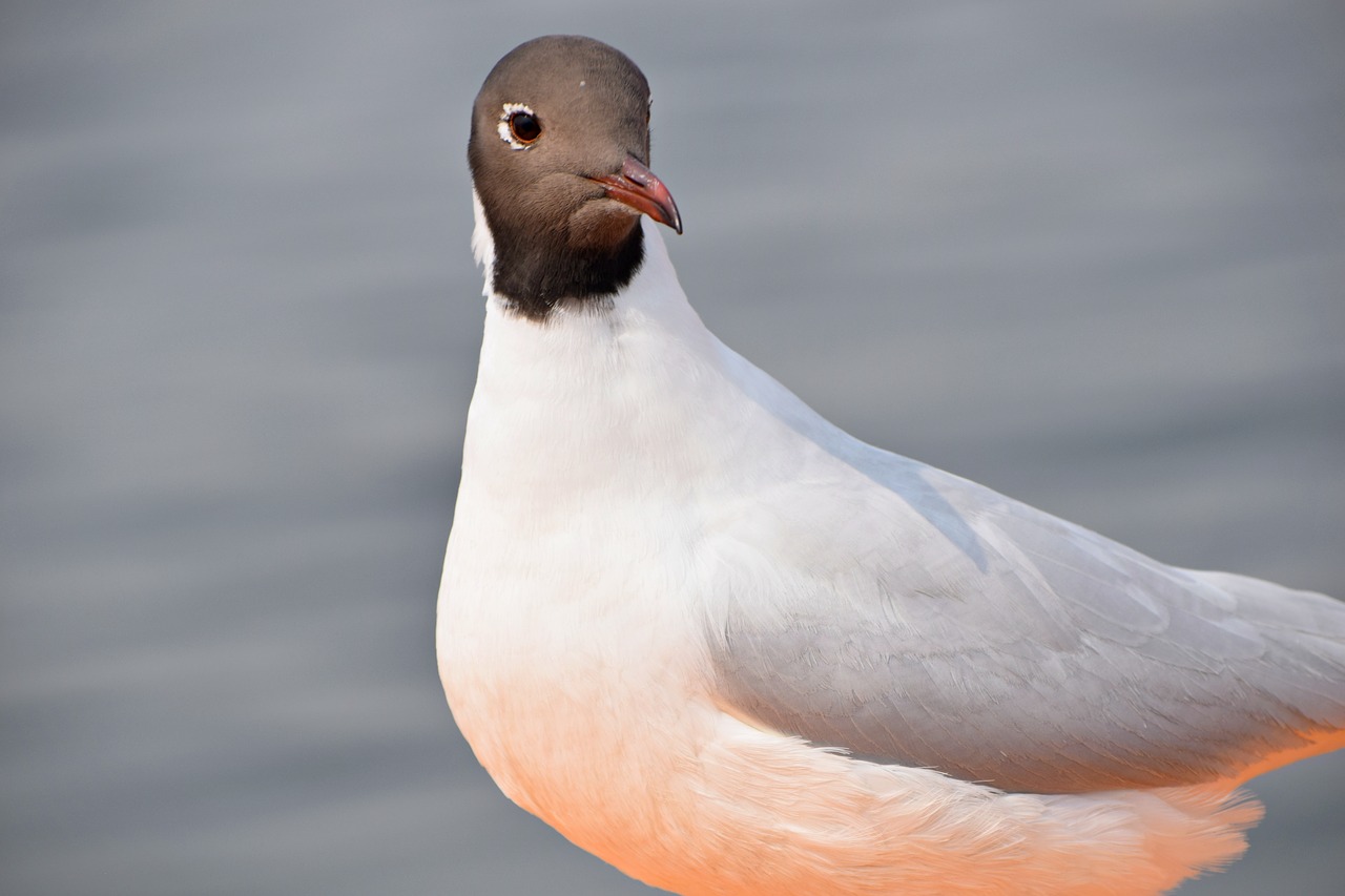 seagull  bird  sea free photo