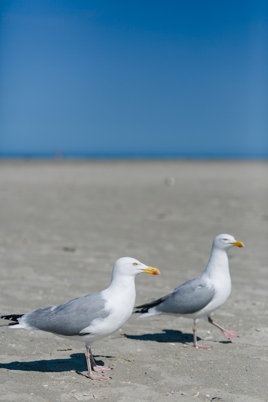 seagull  north sea  bird free photo