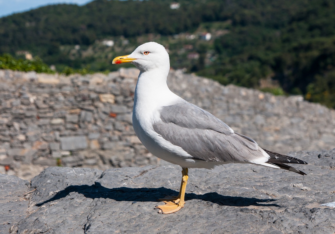 seagull  bird  water bird free photo