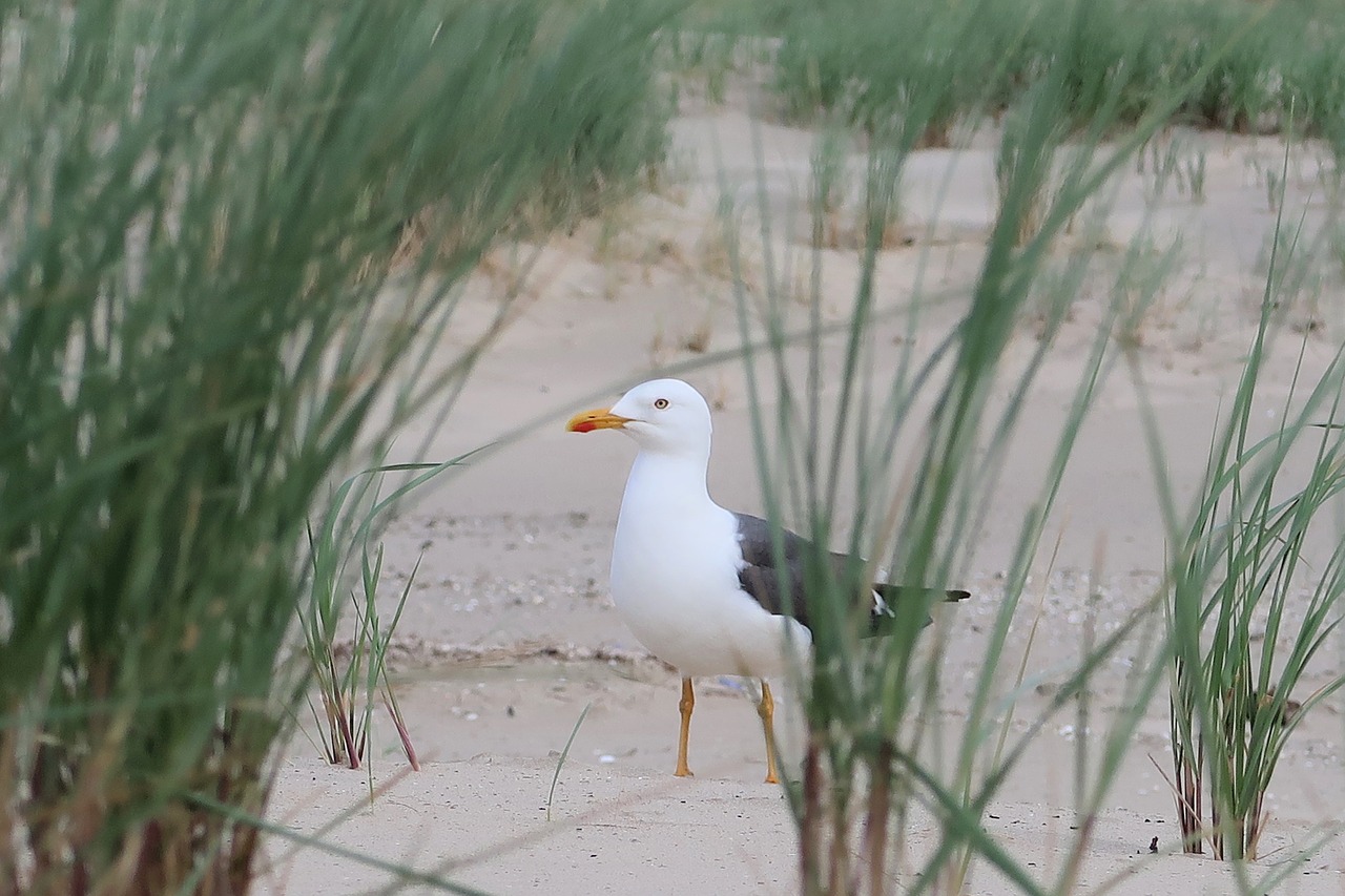 seagull  bird  sea free photo