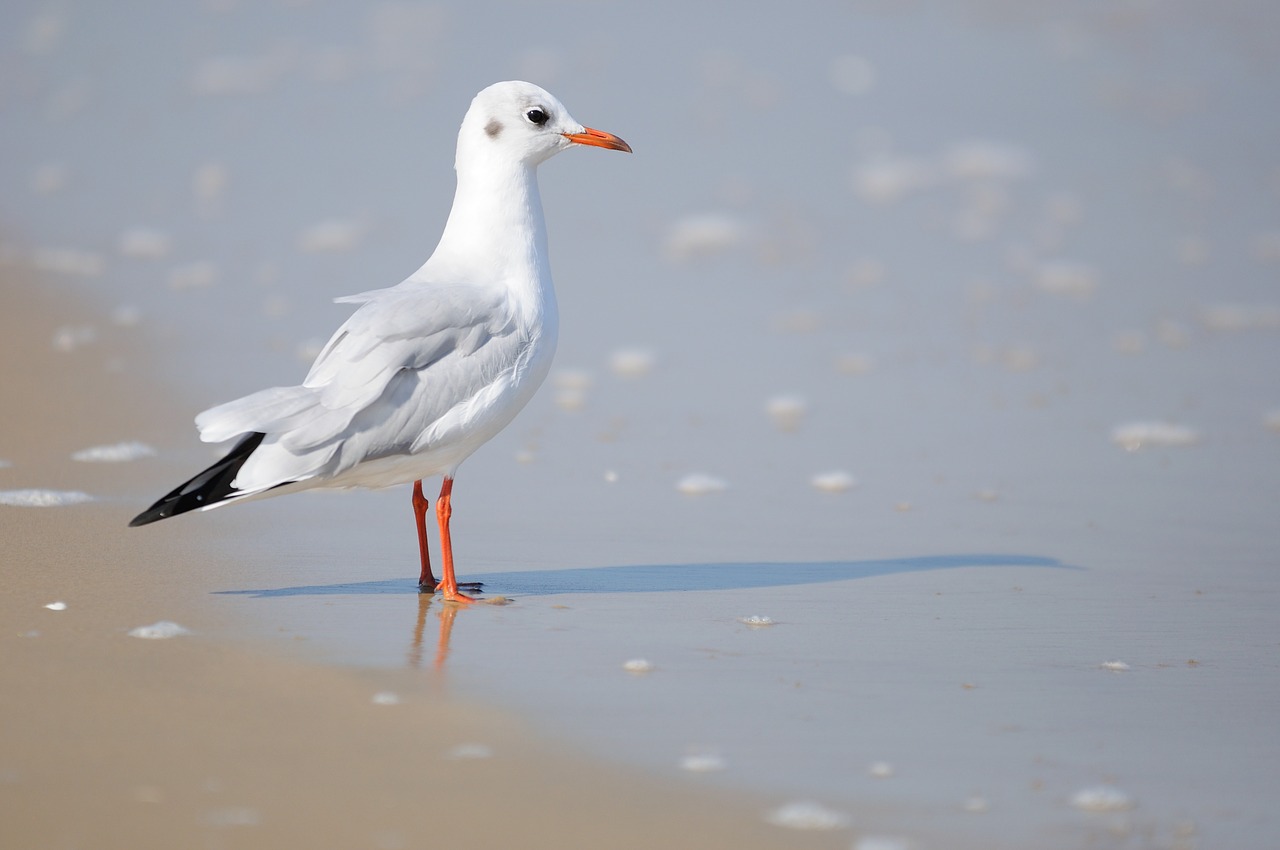 seagull  sea  nature free photo