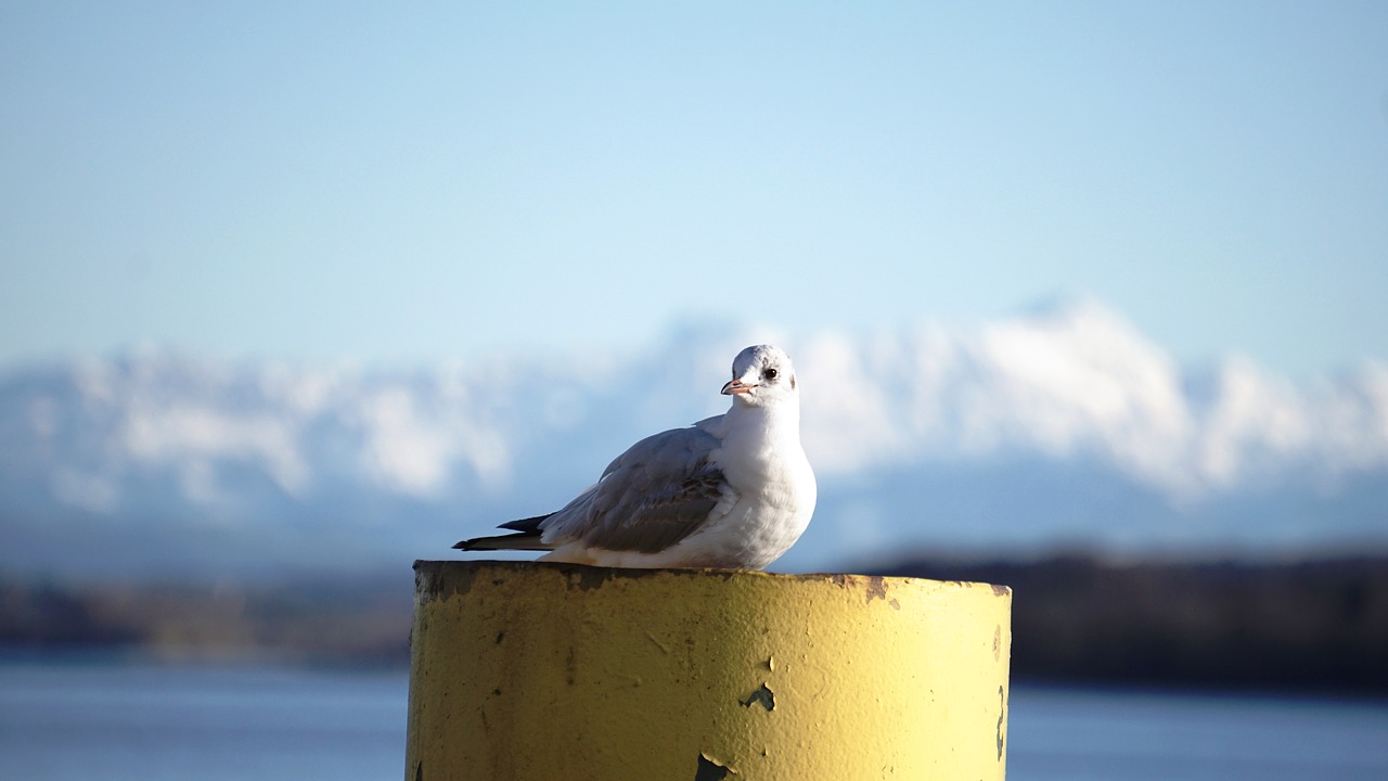 seagull  lake constance  port free photo