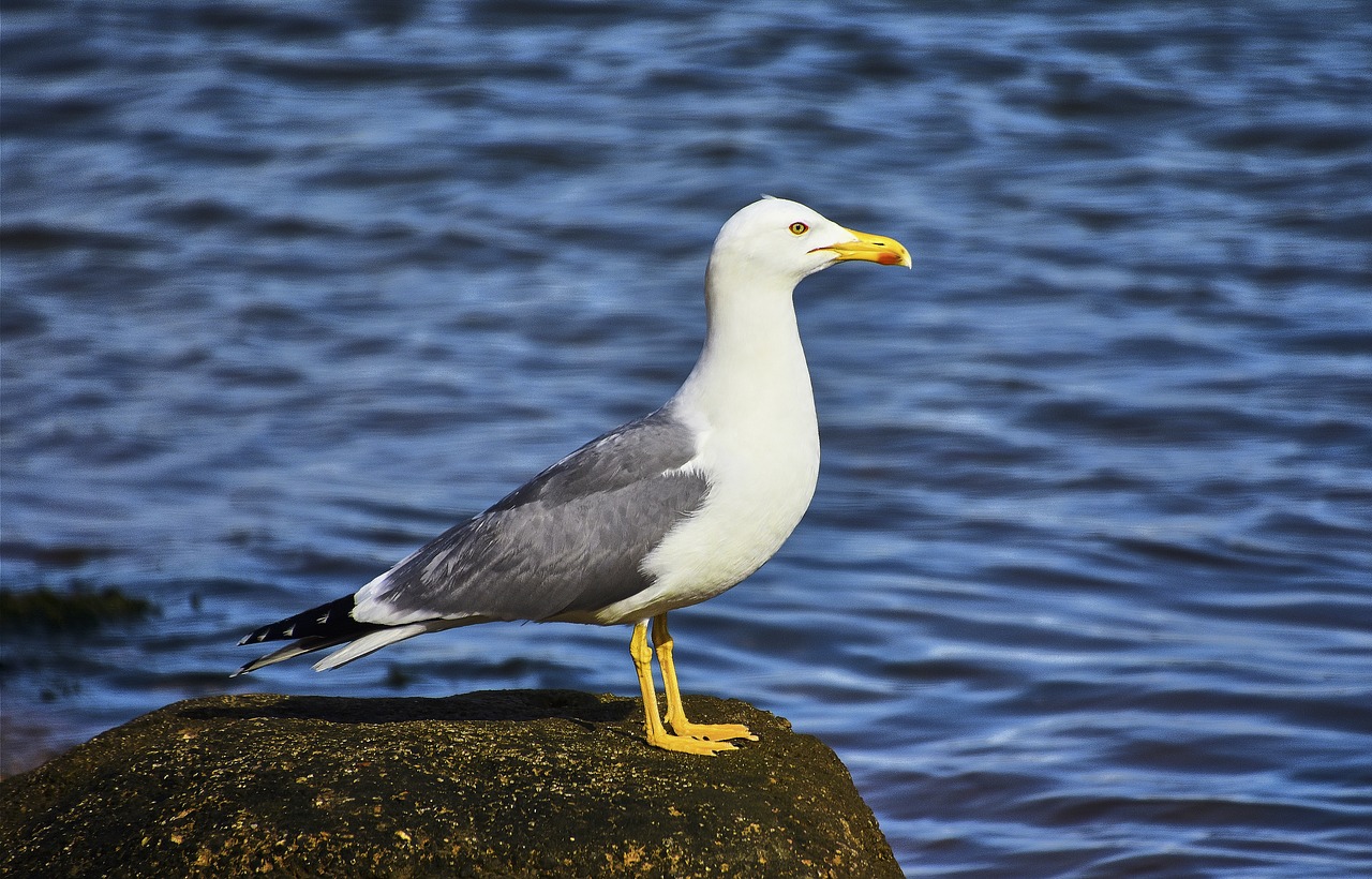 seagull  pen  birds free photo