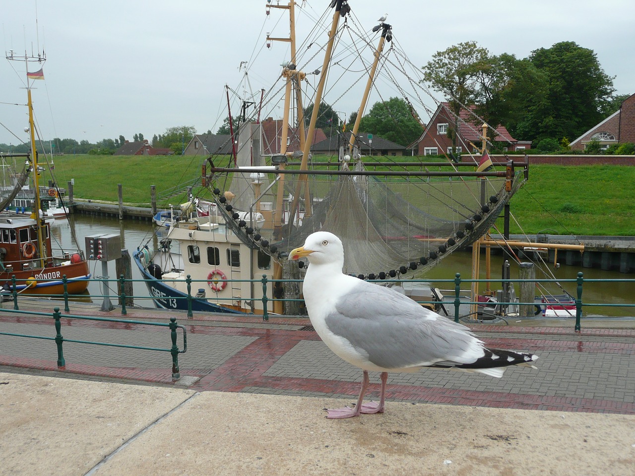 seagull port fishing port free photo