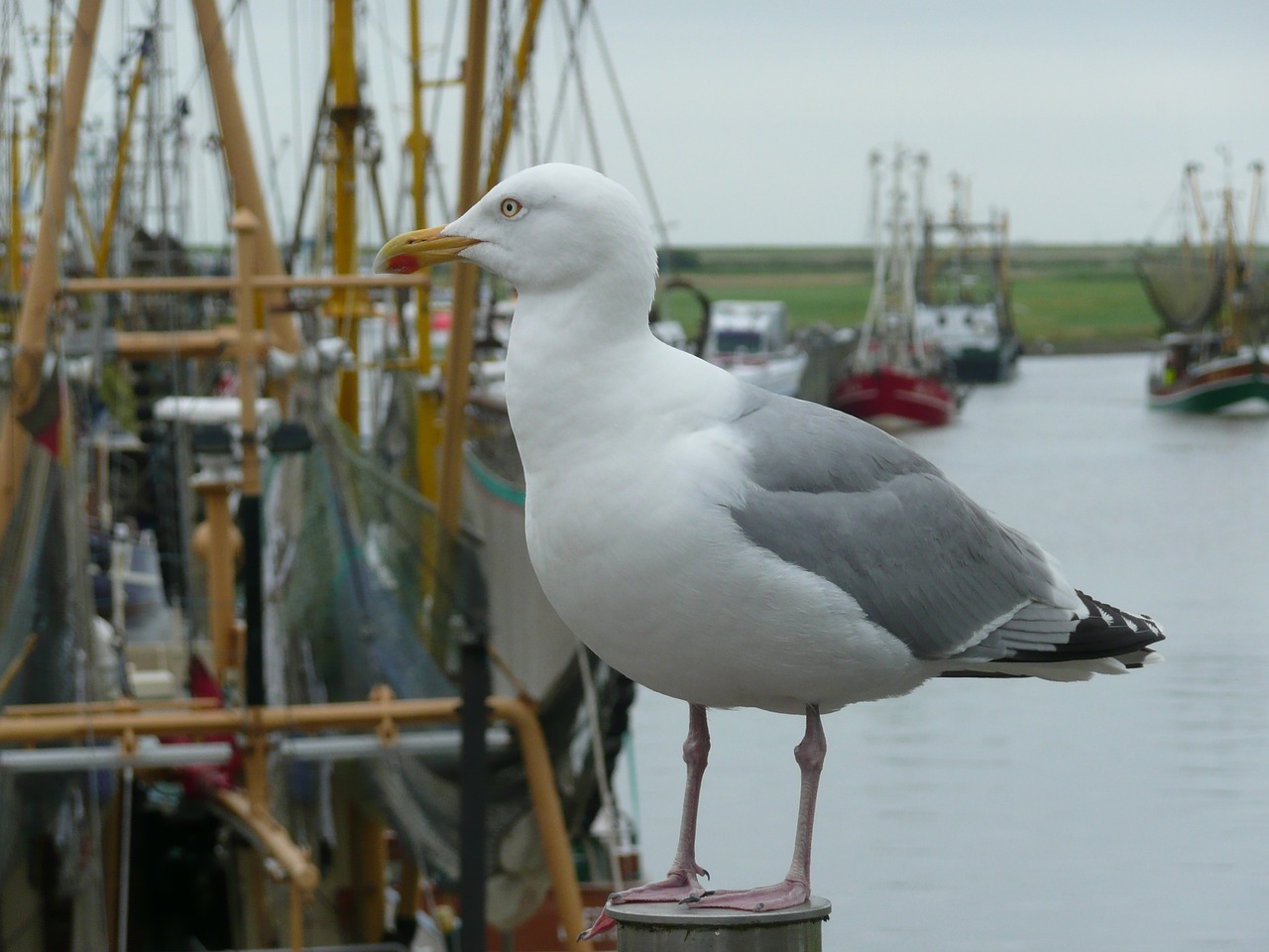 seagull bird port free photo