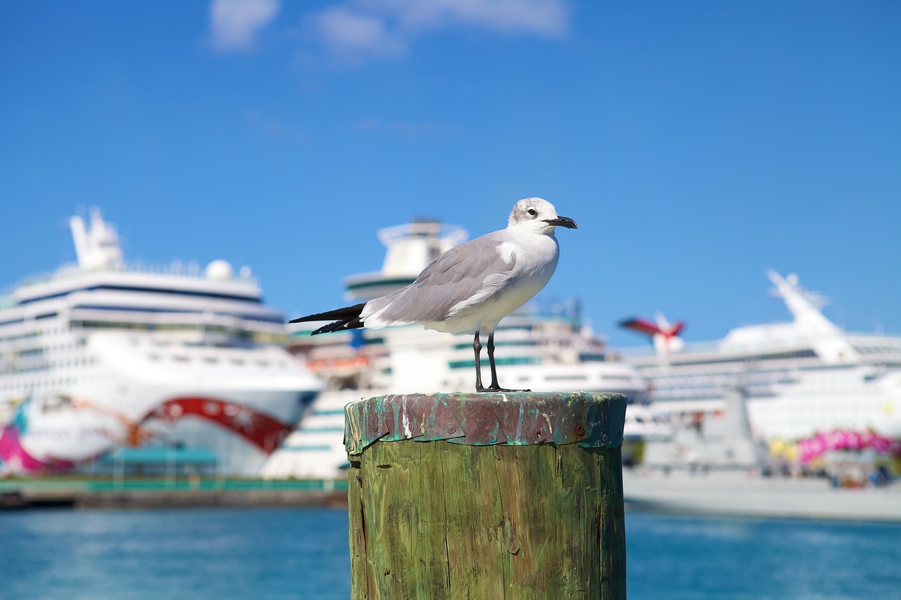 seagull  cruise ship  ship free photo