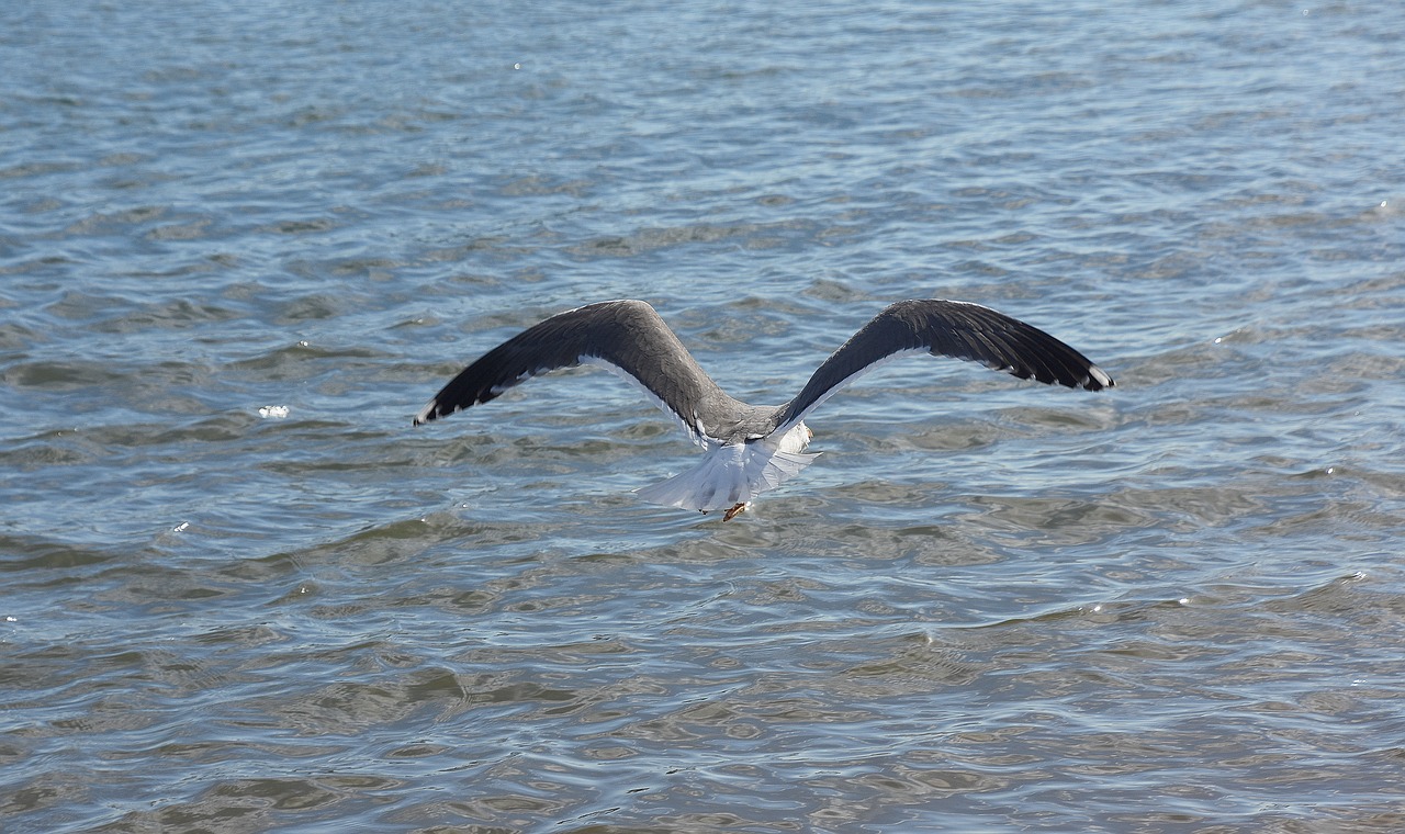 seagull  sea  birds free photo