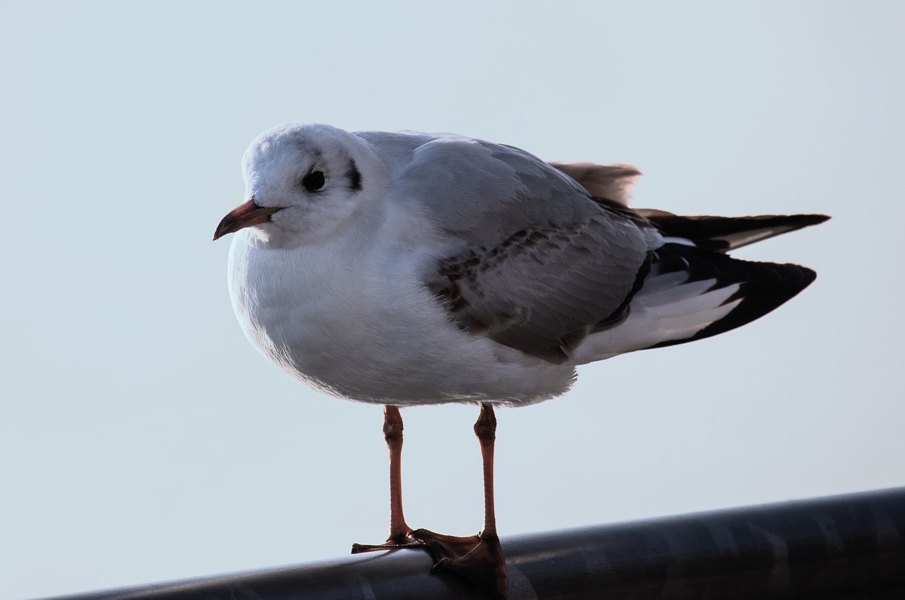 seagull  bird  animal free photo