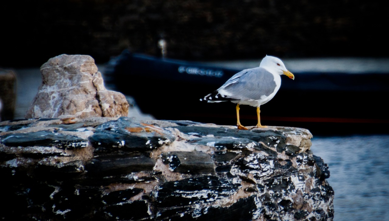 seagull  sea  bird free photo