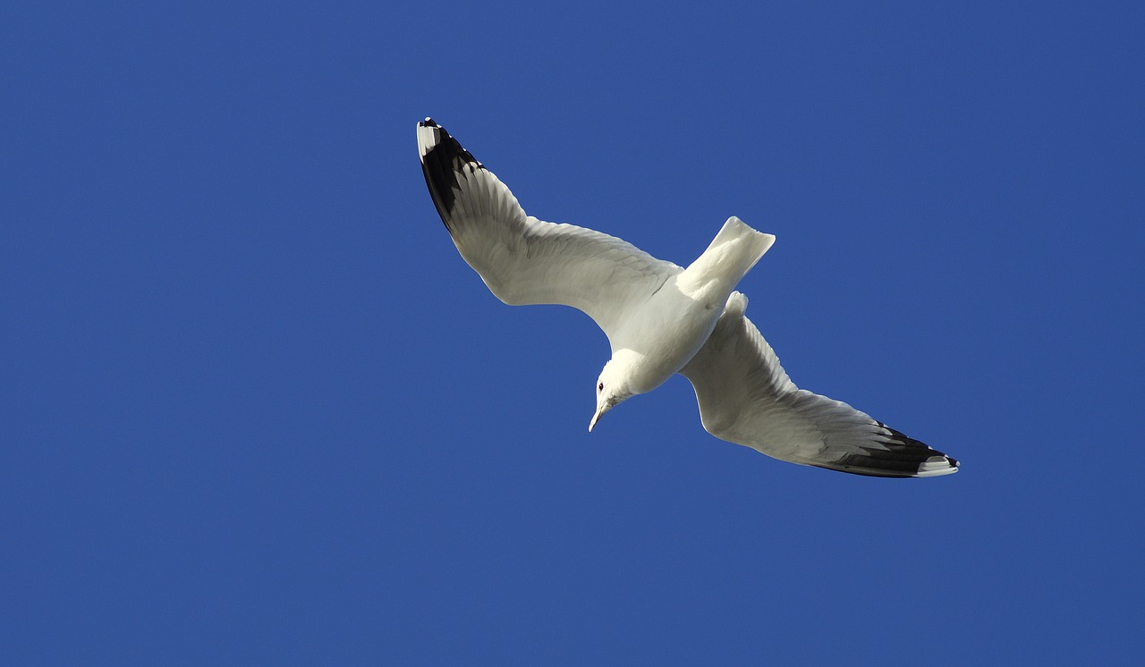 seagull  flying  free free photo