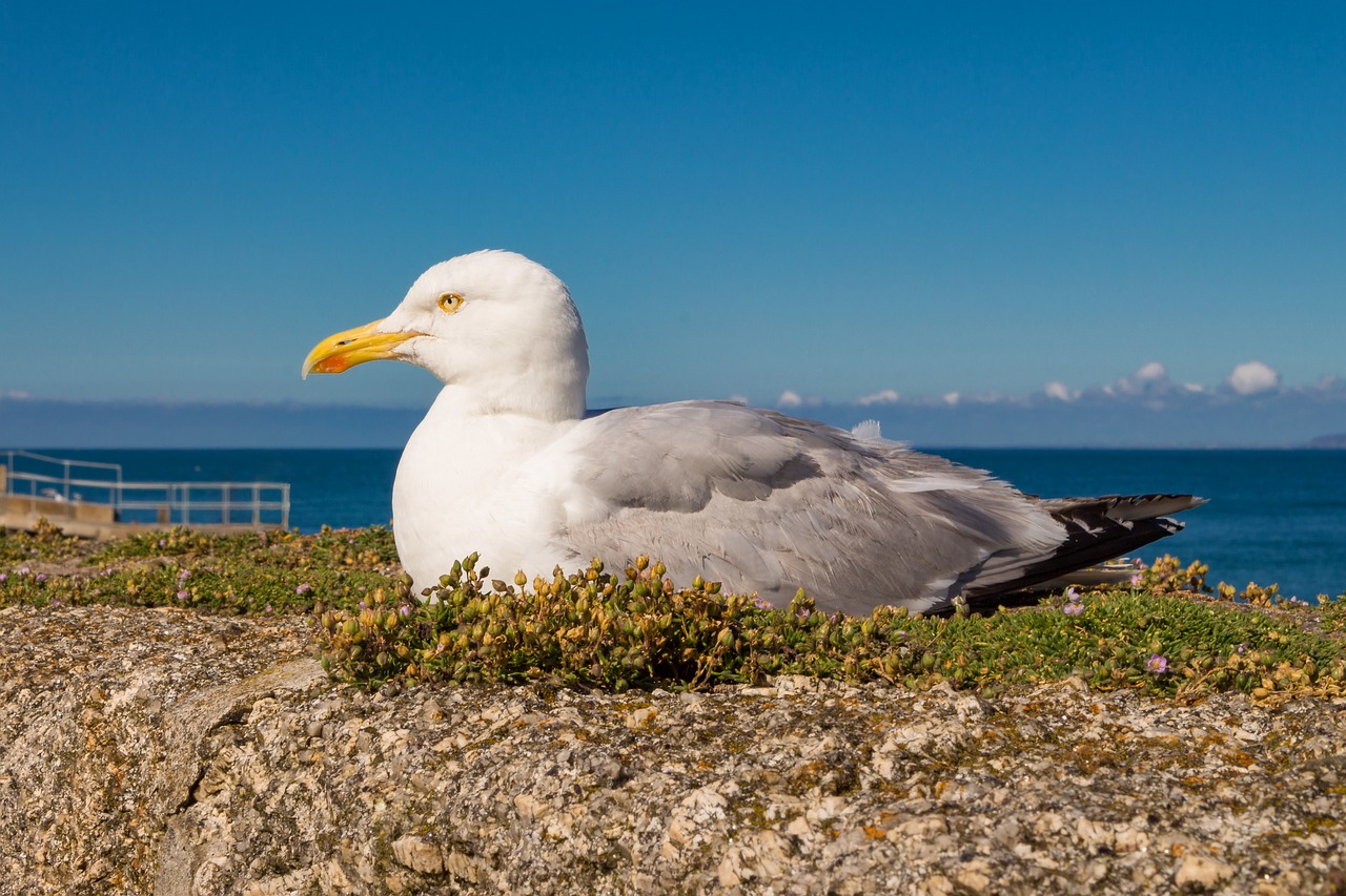 seagull  sea  water free photo