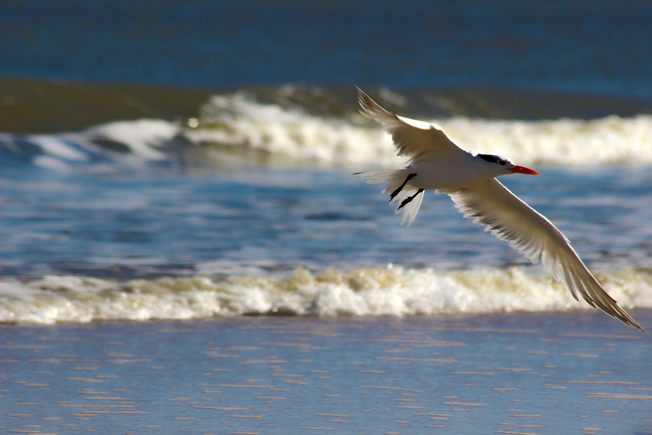 seagull  ave  sea free photo