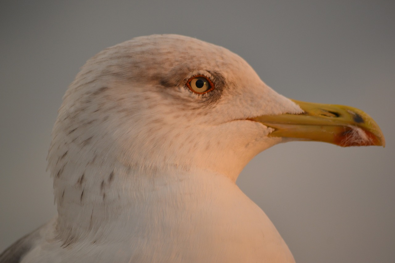 seagull  birds  animals free photo