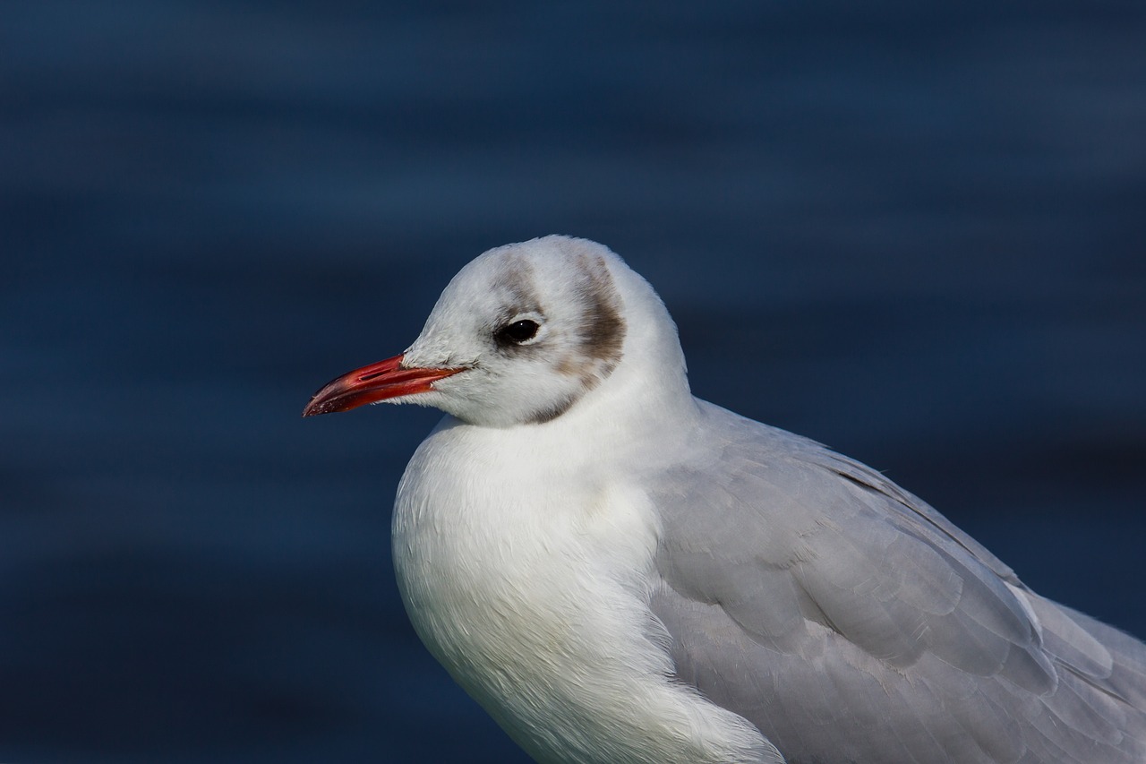 seagull  bird  animal free photo