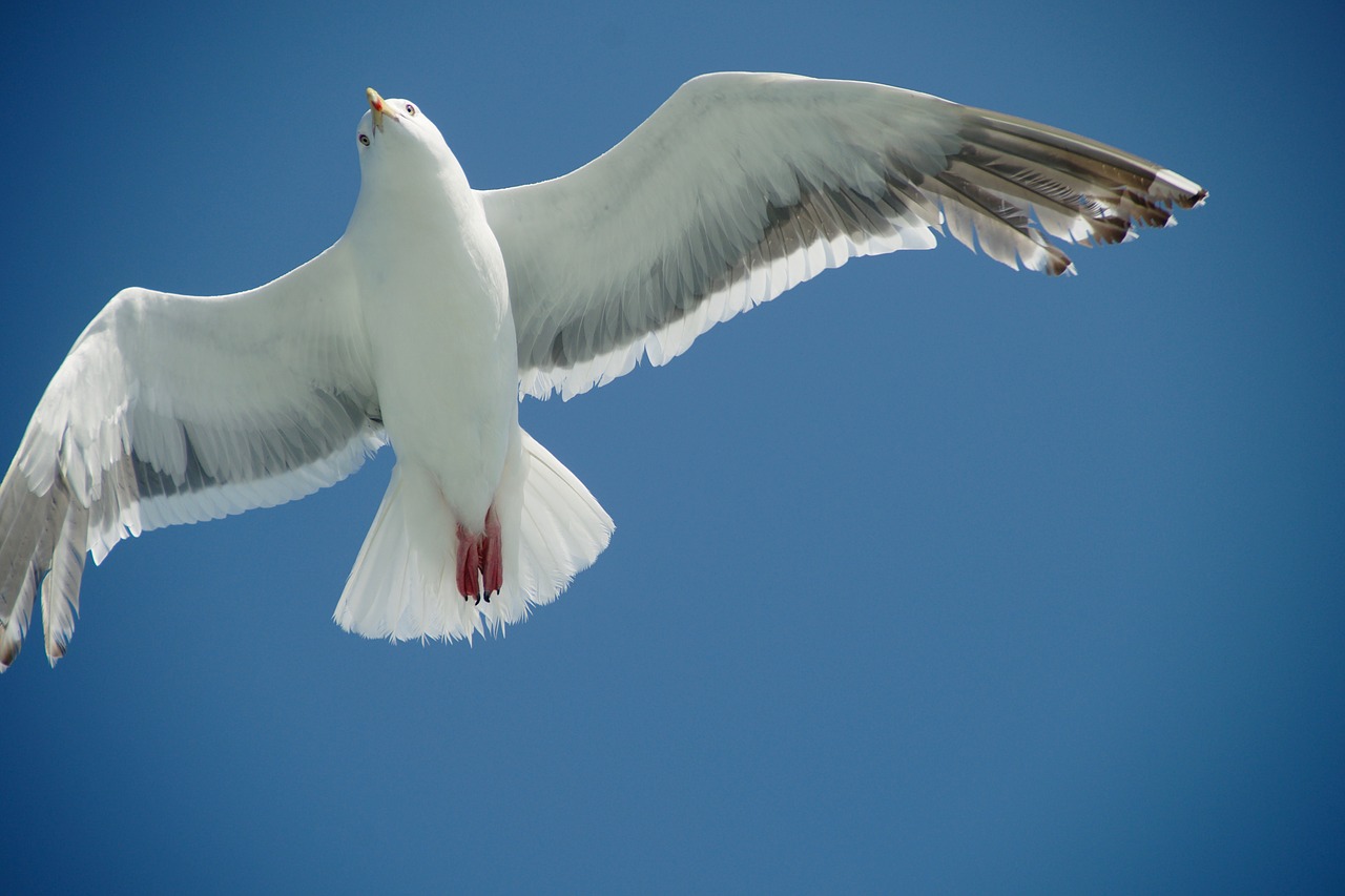 seagull  flying  bird free photo