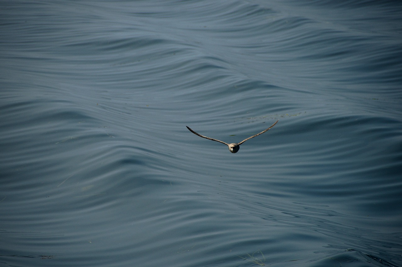 seagull  sea  wave free photo