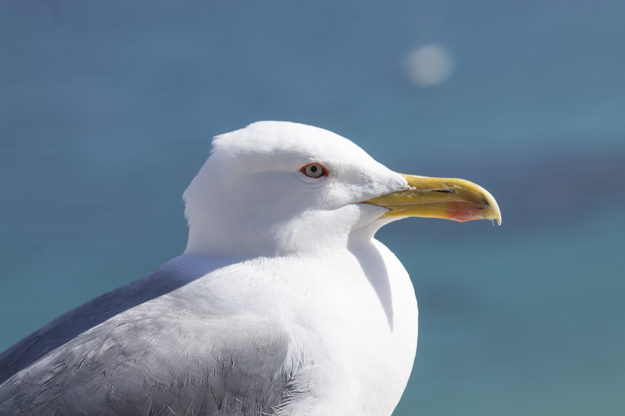 seagull  nature  bird free photo