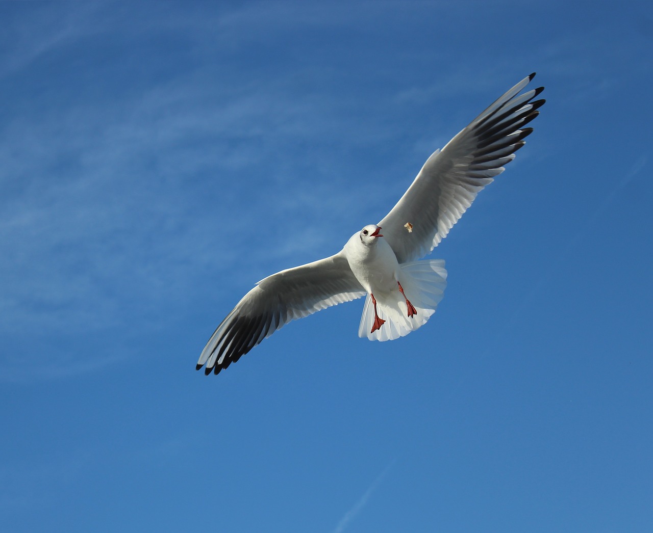 seagull  gulls  marine free photo