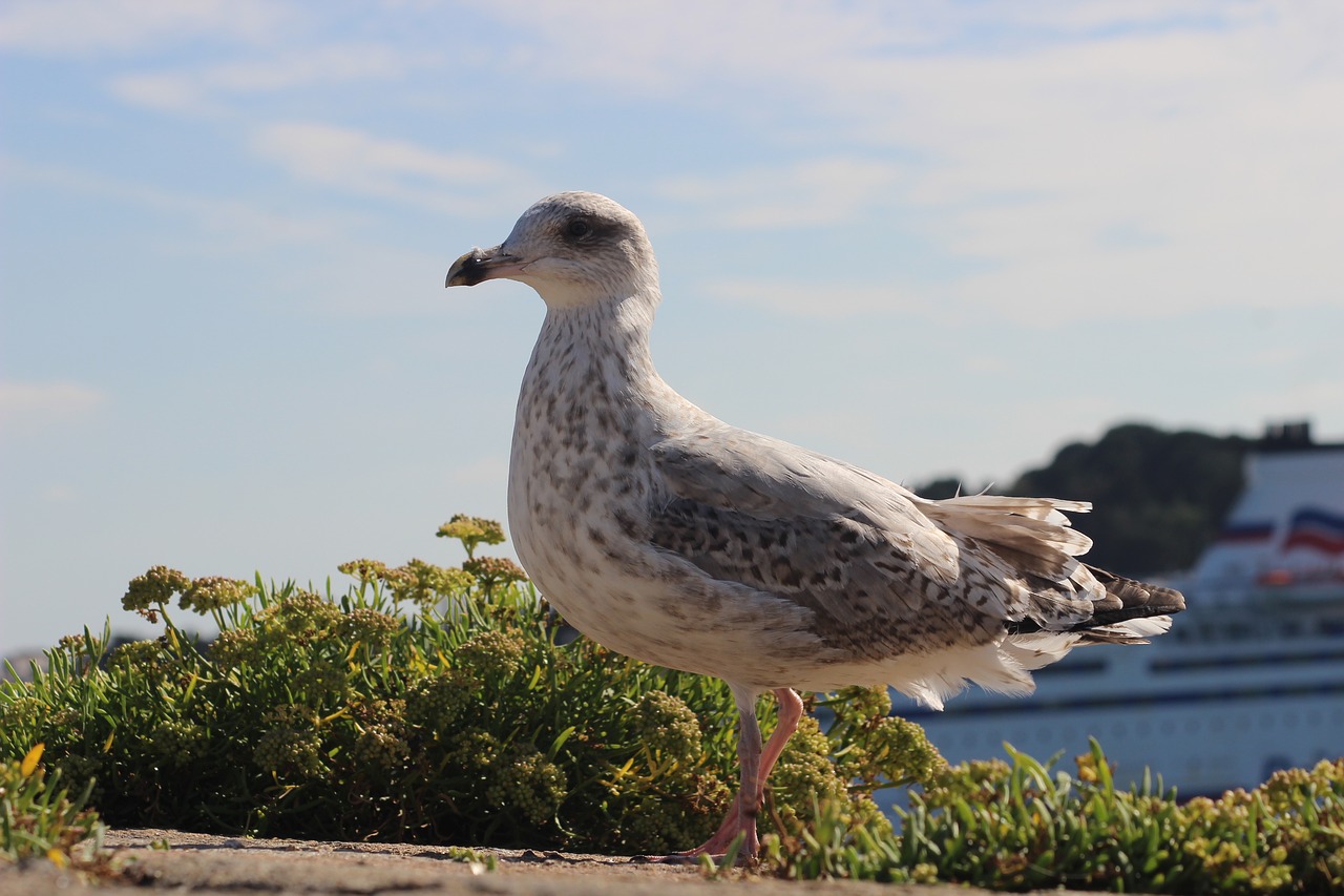 seagull  bird  feathers free photo