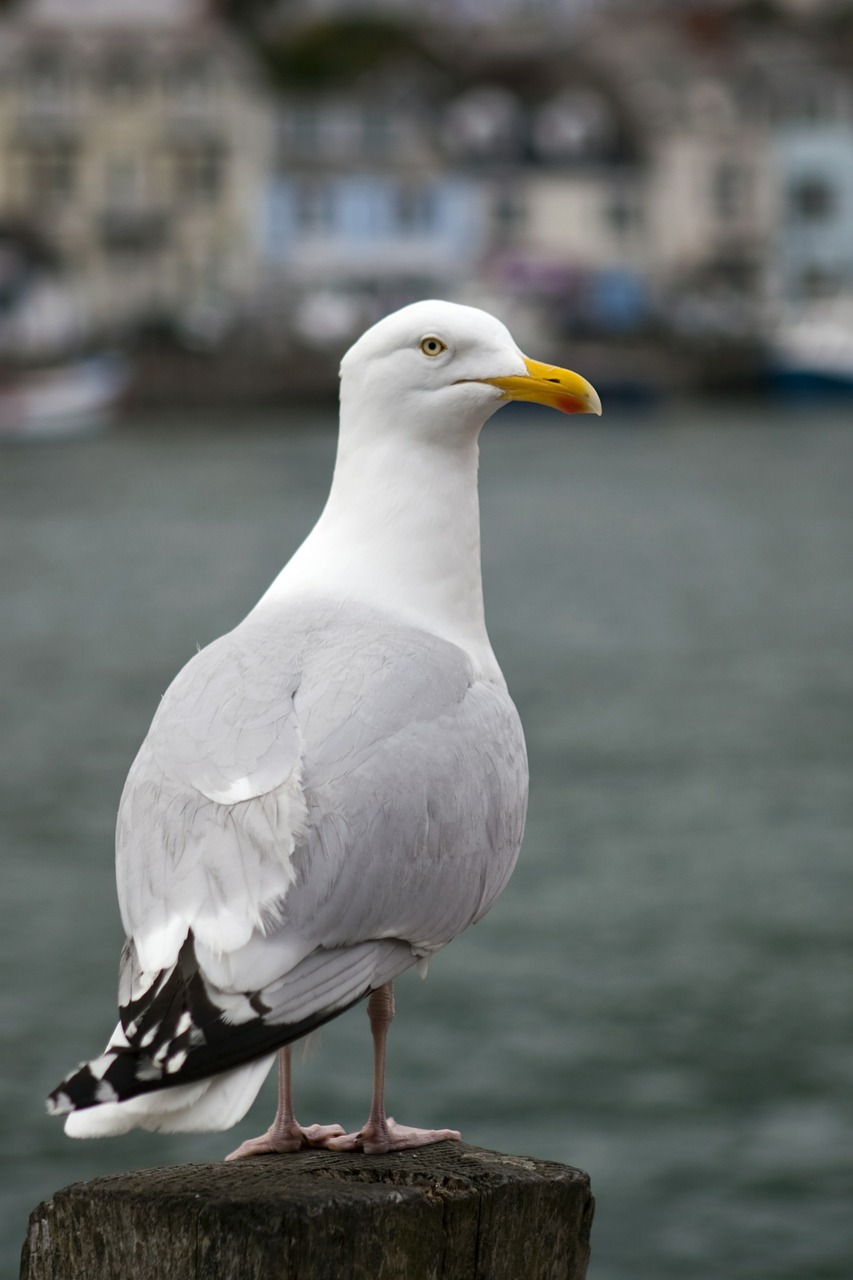 seagull bird animal free photo
