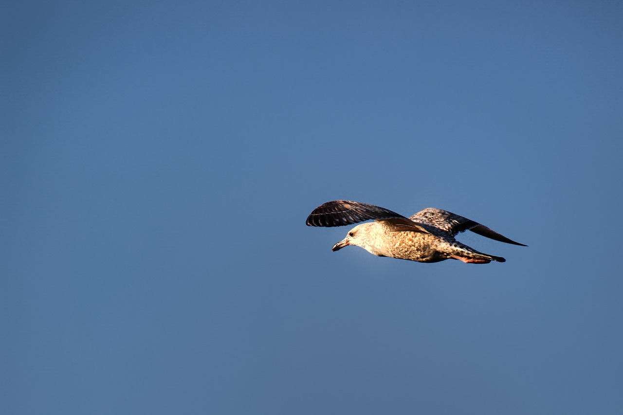 seagull  flight  bird free photo