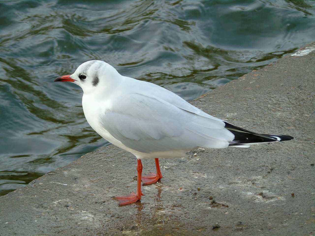 seagull  bird  animals free photo