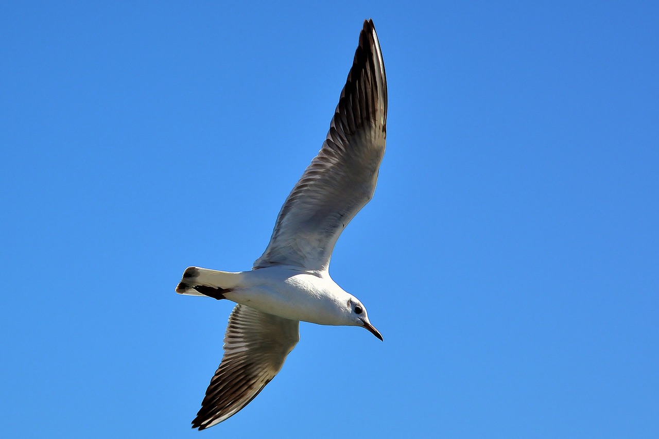 seagull  baltic sea  maritime free photo