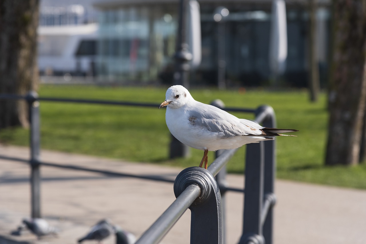 seagull  bird  railing free photo