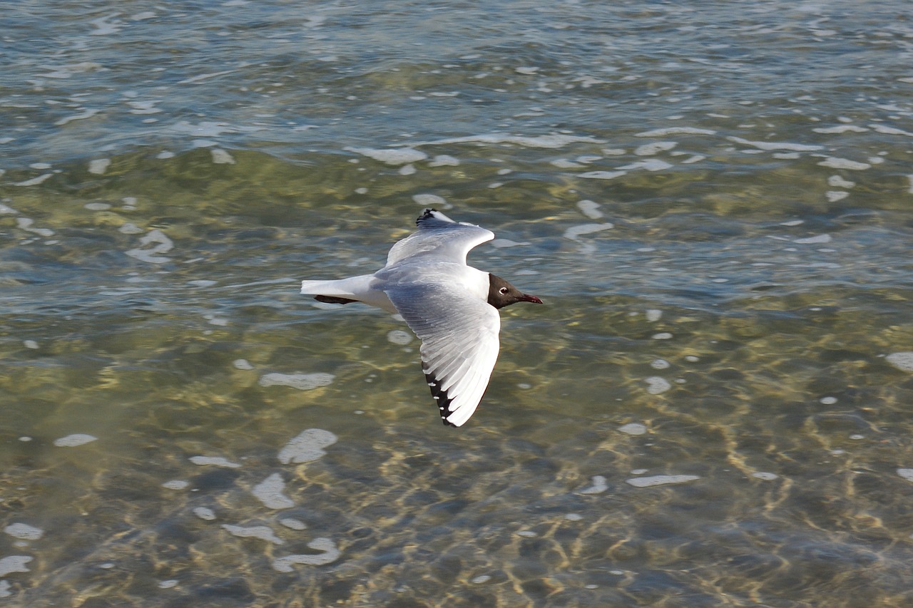 seagull  baltic sea  water free photo