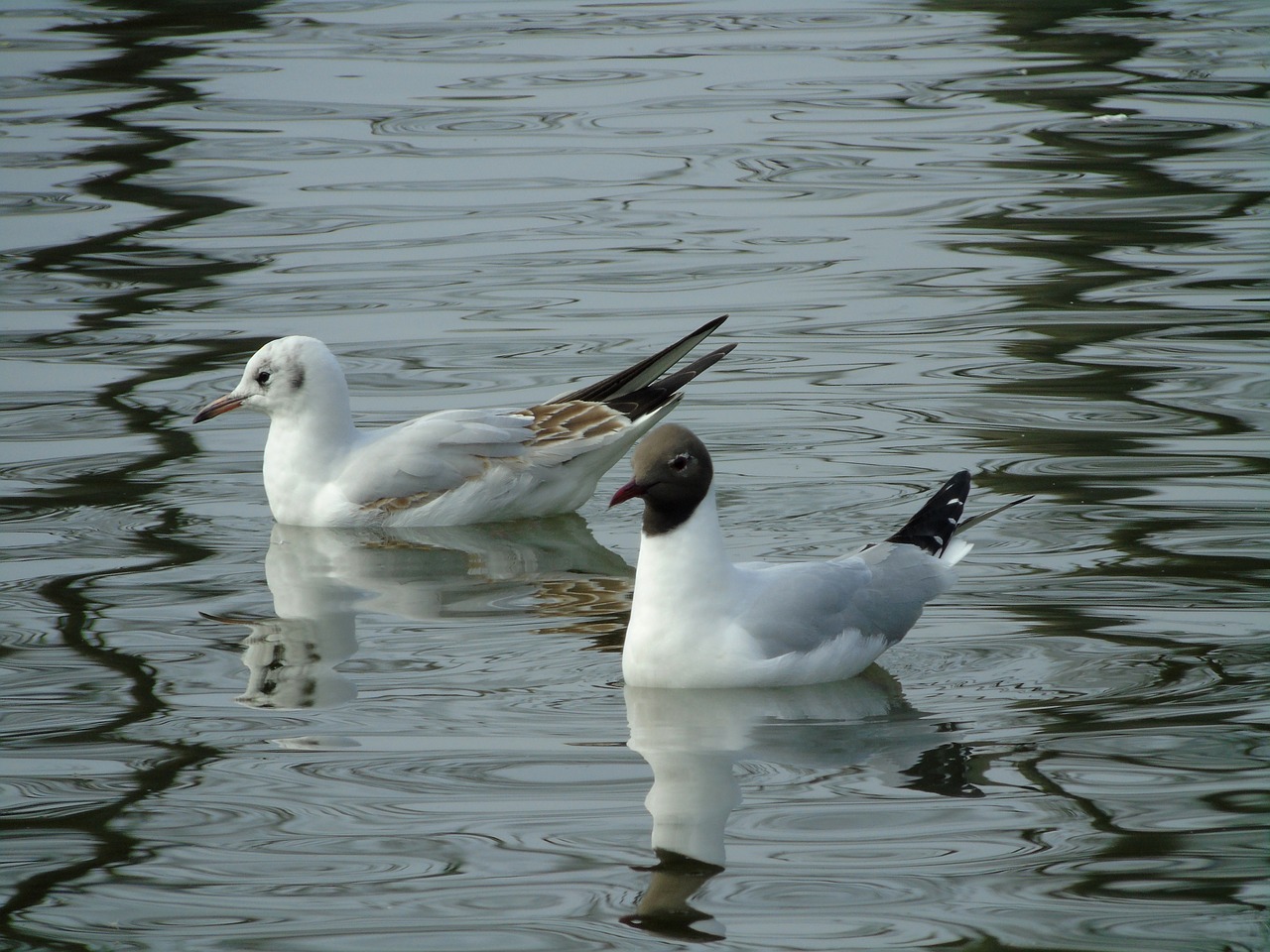 seagull  the seagulls  seagull śmieszka free photo