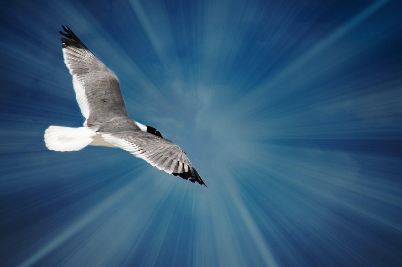 seagull bird ocean free photo