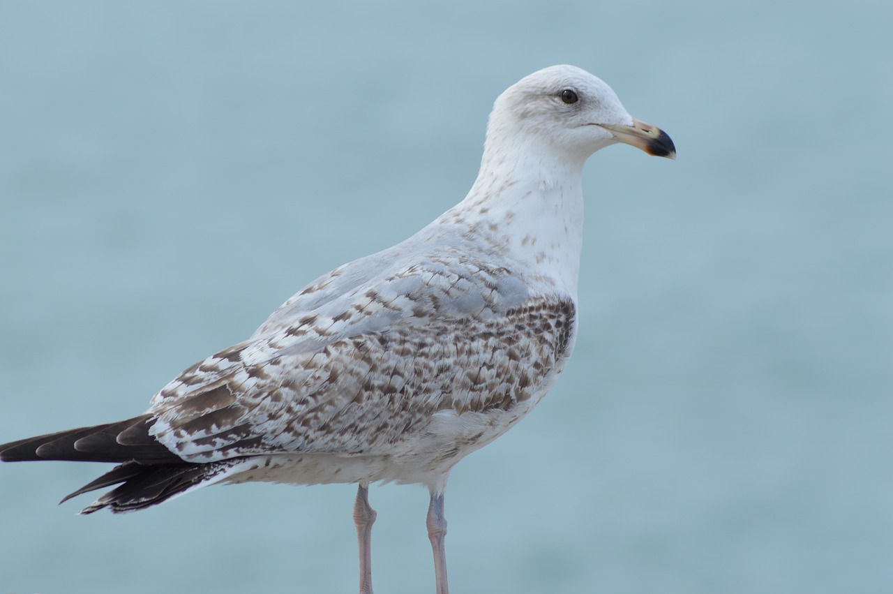 seagull  sea  bird free photo