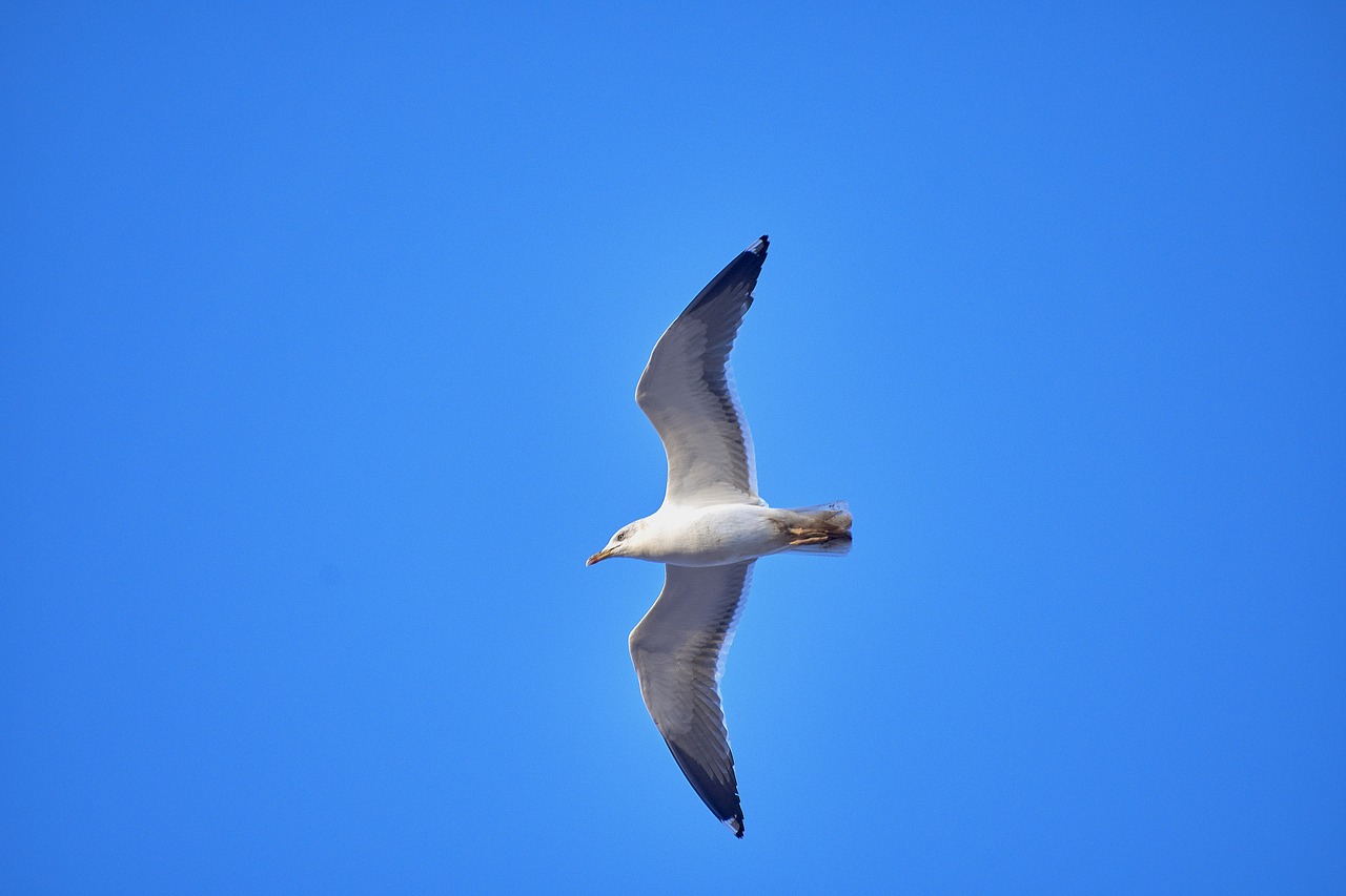 seagull  ave  wings free photo