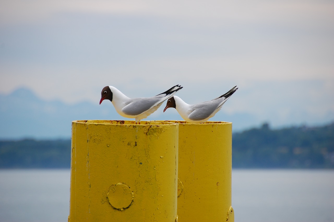 seagull  two seagulls  bird free photo